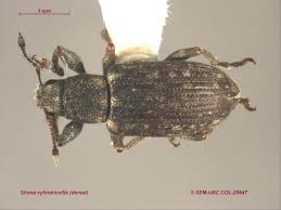 Attēlu rezultāti vaicājumam “Sitona sp.”