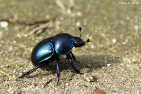 Attēlu rezultāti vaicājumam “Trypocopris vernalis”