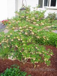 Attēlu rezultāti vaicājumam “Enkianthus campanulatus”