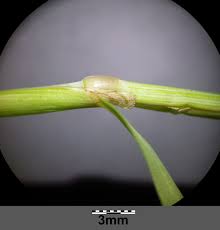 Attēlu rezultāti vaicājumam “Alopecurus aequalis leaf”