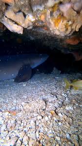 Image result for Ginglymostoma unami