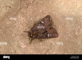 Attēlu rezultāti vaicājumam “Celaena leucostigma”