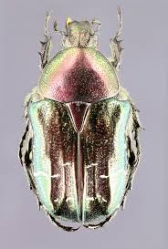 Attēlu rezultāti vaicājumam “Cetonia aurata”