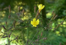 Attēlu rezultāti vaicājumam “Mycelis muralis bud”