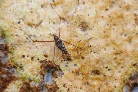 Attēlu rezultāti vaicājumam “Gerridae imago”