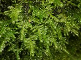 Attēlu rezultāti vaicājumam “Neckera crispa”