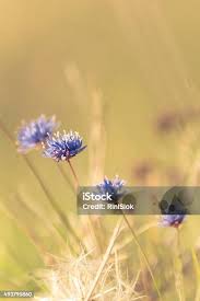 Attēlu rezultāti vaicājumam “Jasione montana flower”