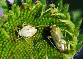 Attēlu rezultāti vaicājumam “Lygus nymph nymph”