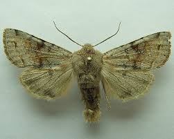 Attēlu rezultāti vaicājumam “Orthosia incerta”