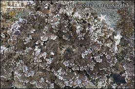 Attēlu rezultāti vaicājumam “Physconia enteroxantha”