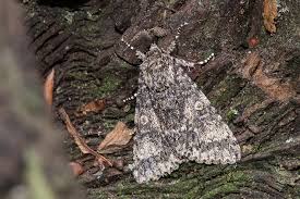 Attēlu rezultāti vaicājumam “Acronicta megacephala”