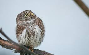Attēlu rezultāti vaicājumam “Glaucidium passerinum”