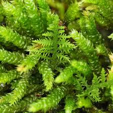 Attēlu rezultāti vaicājumam “Hygroamblystegium varium sporophyte”