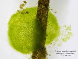 Attēlu rezultāti vaicājumam “Chaetophora pisiformis”