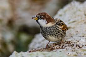 Image result for Passer hispaniolensis