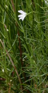 Attēlu rezultāti vaicājumam “Stellaria palustris”