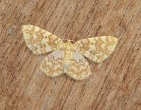 Attēlu rezultāti vaicājumam “Hydrelia flammeolaria”