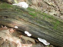 Attēlu rezultāti vaicājumam “Postia fragilis”