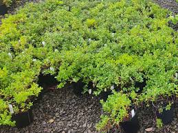 Attēlu rezultāti vaicājumam “Exobasidium uvae-ursi”