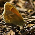 Attēlu rezultāti vaicājumam “Coenonympha tullia underside”