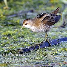Image result for Porzana parva