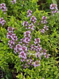 Attēlu rezultāti vaicājumam “Thymus pulegioides fruit”