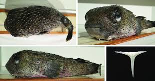 Image result for Diodon hystrix