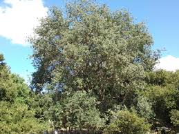 Attēlu rezultāti vaicājumam “Reticularia lobata”