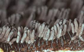 Attēlu rezultāti vaicājumam “Stemonaria irregularis”