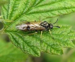 Attēlu rezultāti vaicājumam “Arge ustulata”