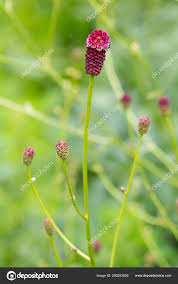 Attēlu rezultāti vaicājumam “Sanguisorba officinalis bud”