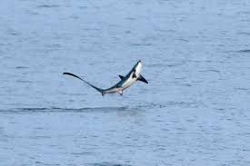 Image result for Alopias vulpinus