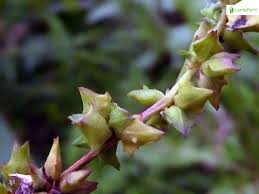 Attēlu rezultāti vaicājumam “Atriplex littoralis fruit”