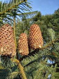 Attēlu rezultāti vaicājumam “Abies”