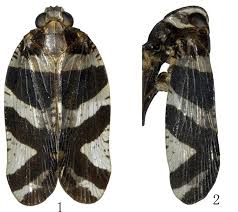 Attēlu rezultāti vaicājumam “Lophozia ascendens”