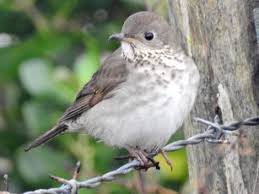 Image result for Catharus minimus