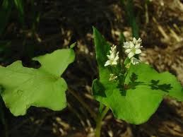 Attēlu rezultāti vaicājumam “Fagopyrum esculentum flower”