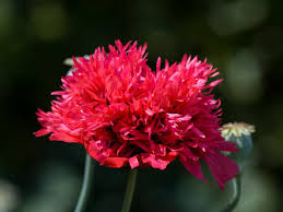 Image result for Mohn