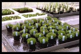 Attēlu rezultāti vaicājumam “Polytrichum formosum”