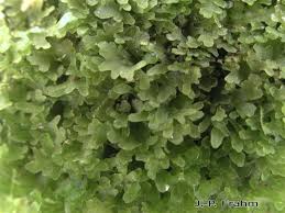 Attēlu rezultāti vaicājumam “Riccardia chamaedryfolia”