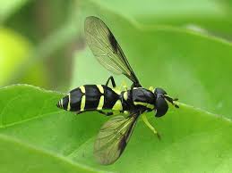 Attēlu rezultāti vaicājumam “Xanthogramma sp.”