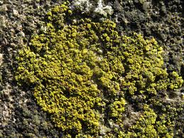 Attēlu rezultāti vaicājumam “Candelariella sp.”