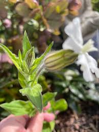 Attēlu rezultāti vaicājumam “Silene latifolia subsp. alba flower”