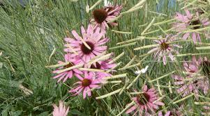 Image result for Echinacea Lustre hybrids