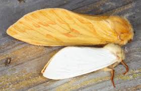 Attēlu rezultāti vaicājumam “Hepialus sylvina female”