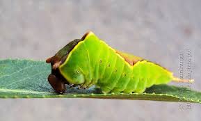 Attēlu rezultāti vaicājumam “Cerura vinula larva”