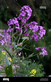 Attēlu rezultāti vaicājumam “Hesperis matronalis”