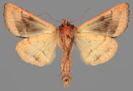 Attēlu rezultāti vaicājumam “Autographa excelsa”