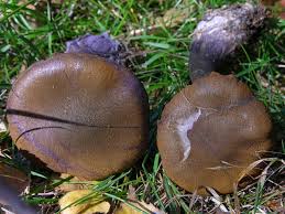 Attēlu rezultāti vaicājumam “Cortinarius violaceus”