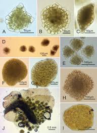 Attēlu rezultāti vaicājumam “Jungermannia hyalina cells”